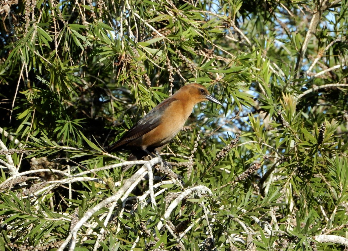 Boat-tailed Grackle (westoni) - ML624932224