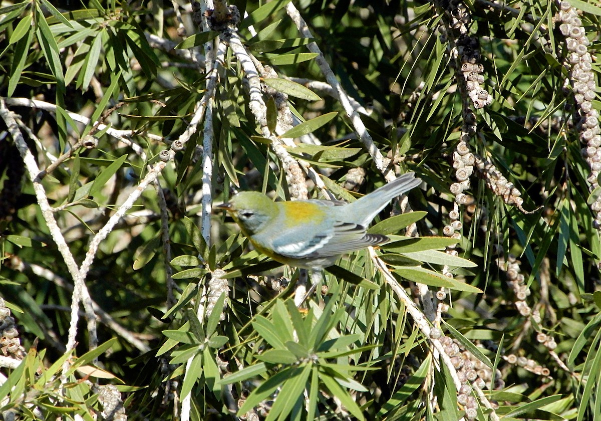 Northern Parula - ML624932226