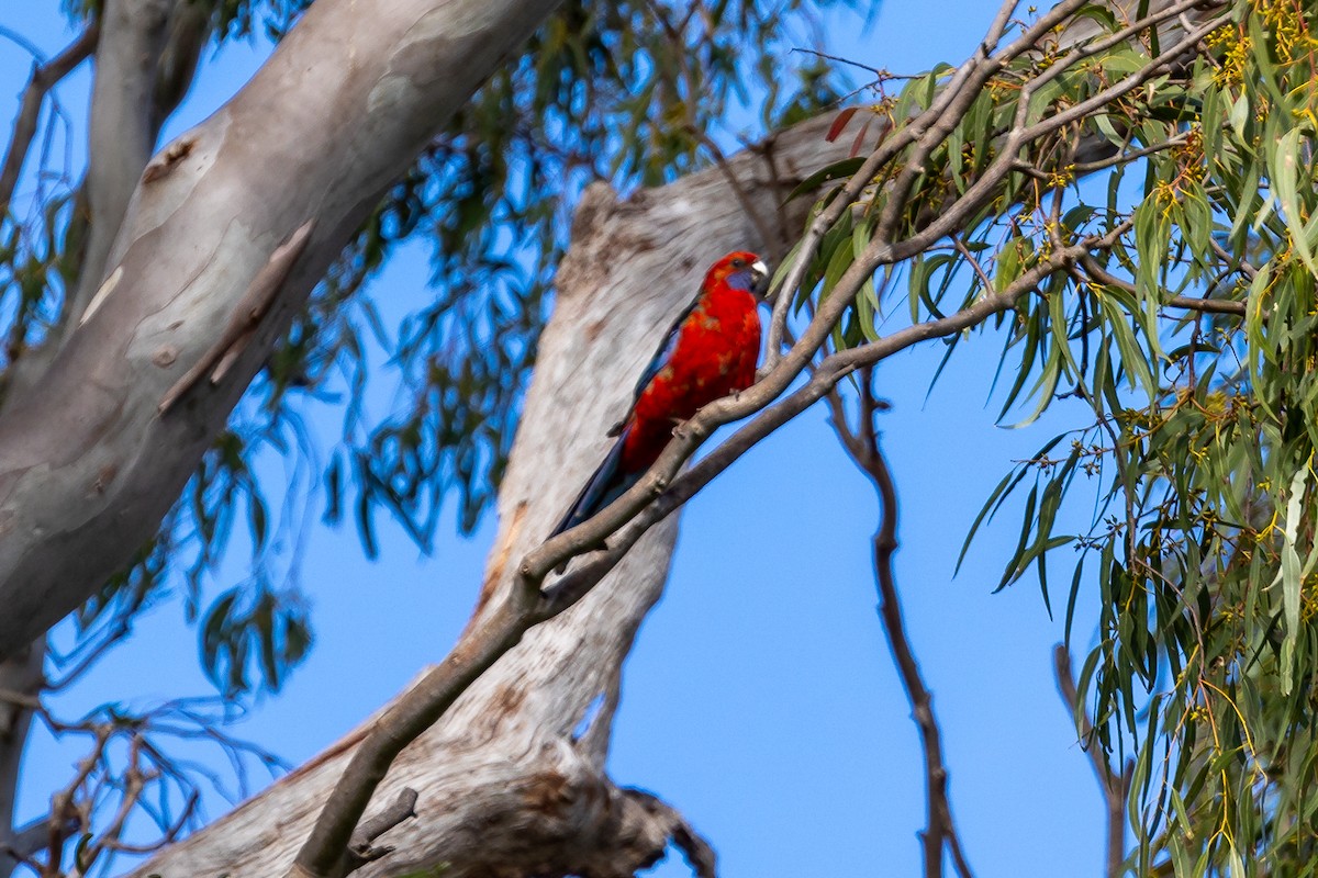 Crimson Rosella (Crimson) - ML624932281