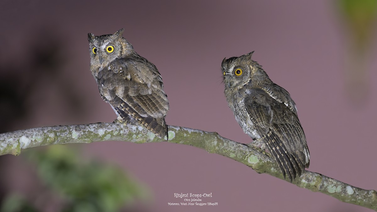 Rinjani Scops-Owl - ML624932292