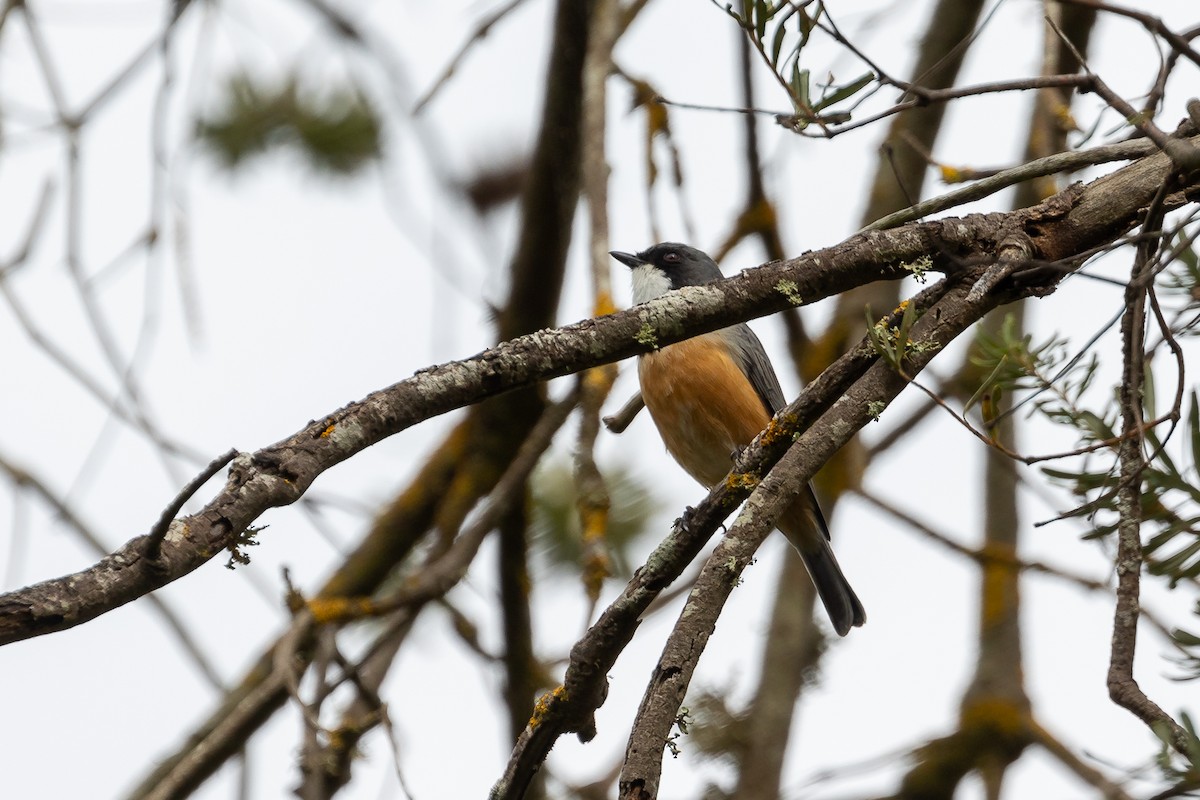 Rufous Whistler - ML624932301