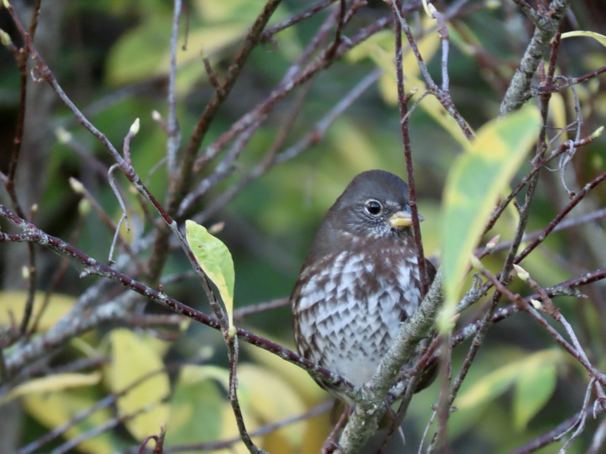 Fox Sparrow (Sooty) - ML624932370