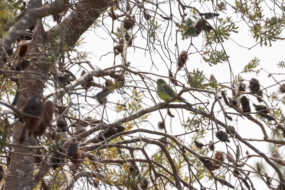 Blue-winged Parrot - ML624932490