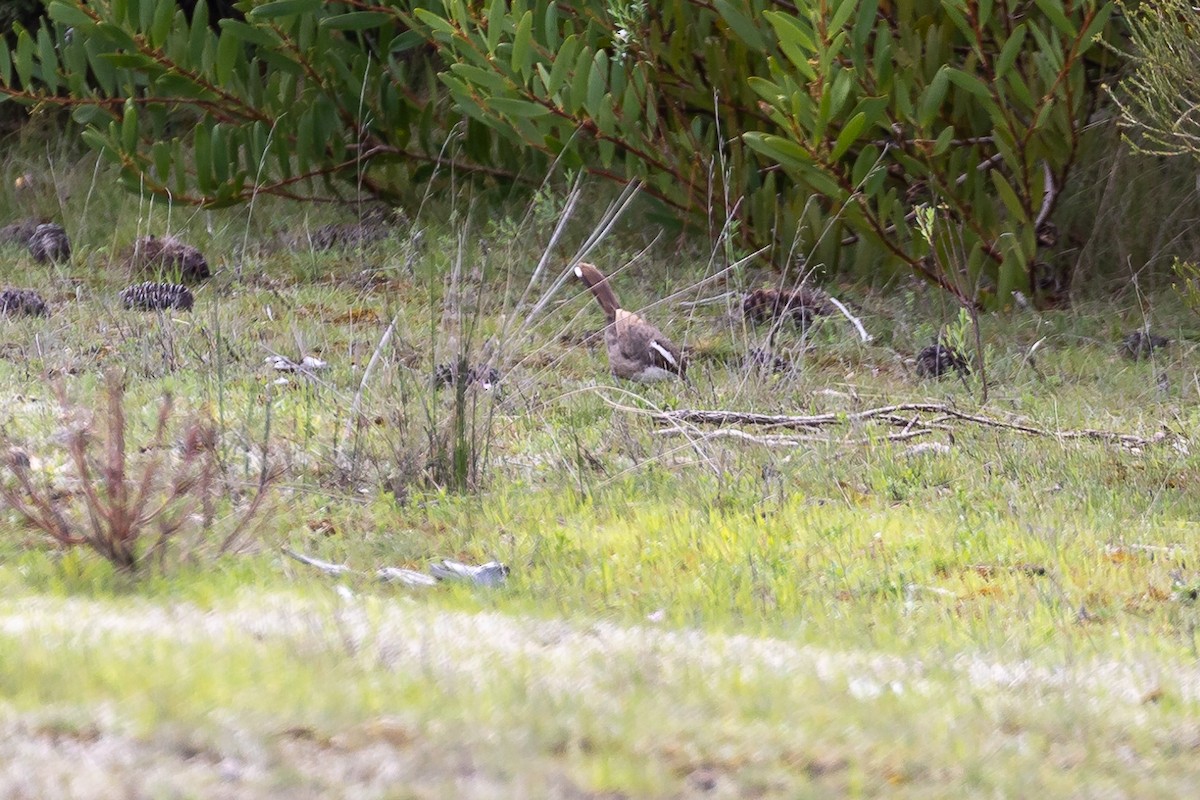 White-browed Babbler - ML624932492