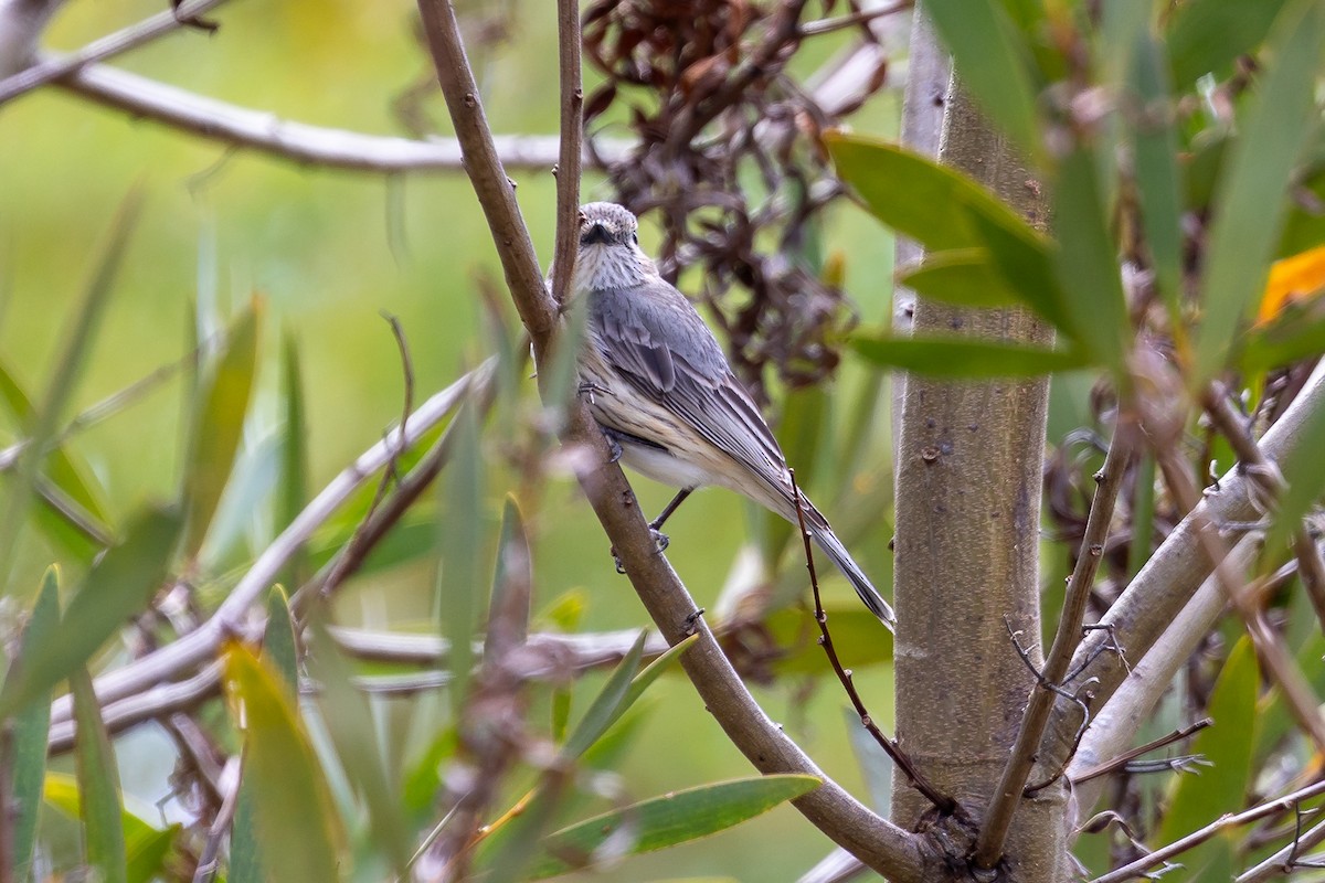 Rufous Whistler - ML624932493
