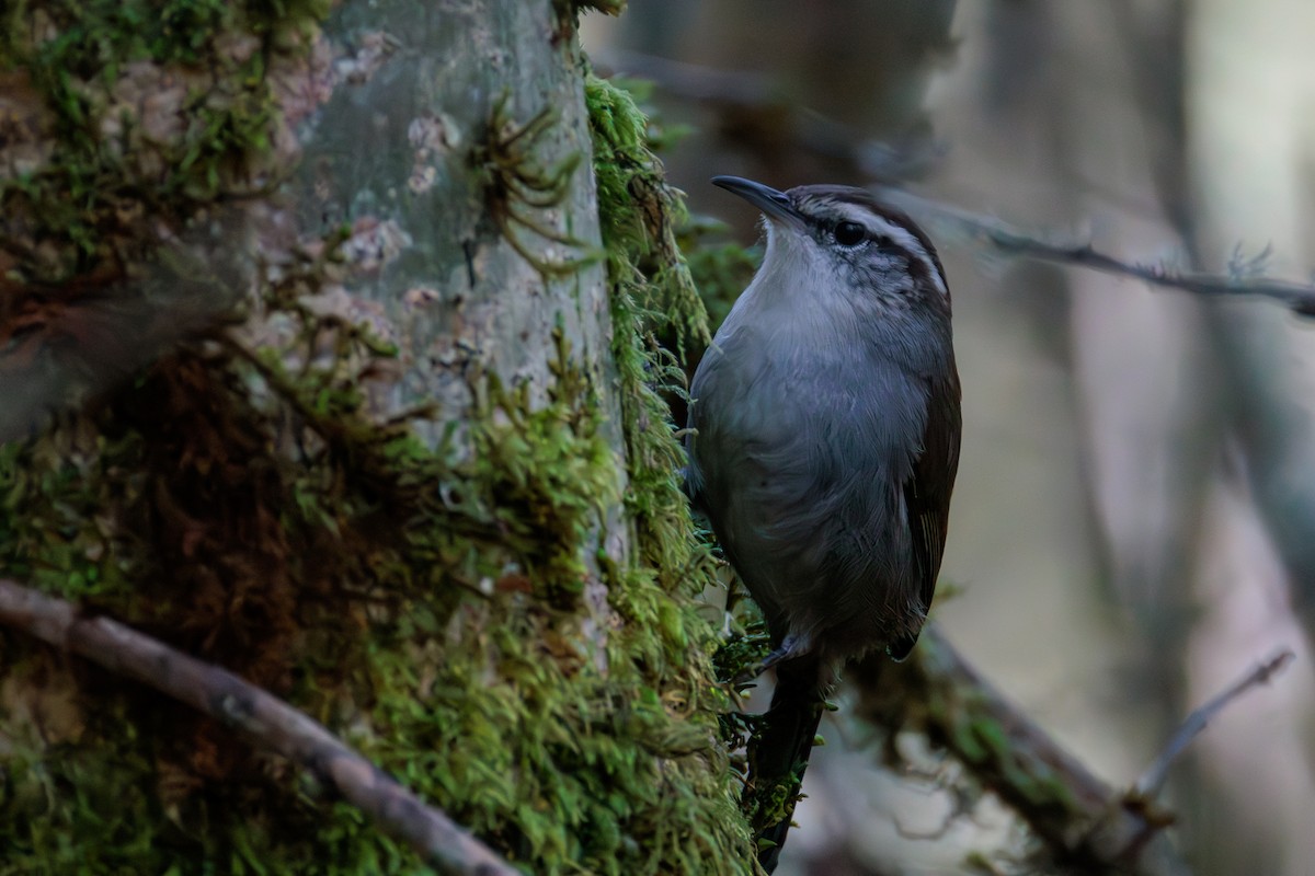 Bewick's Wren - ML624932498