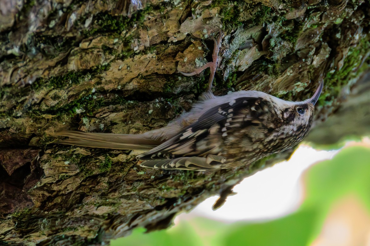 Brown Creeper - ML624932500