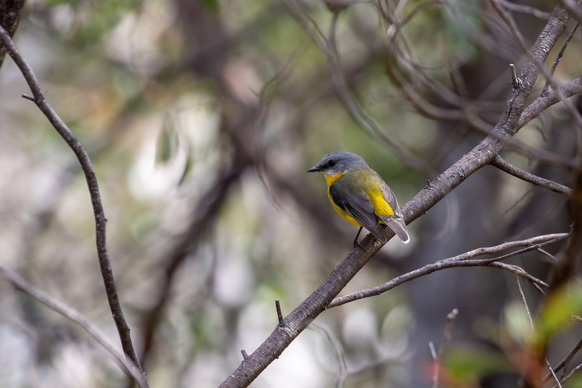 Eastern Yellow Robin - ML624932503