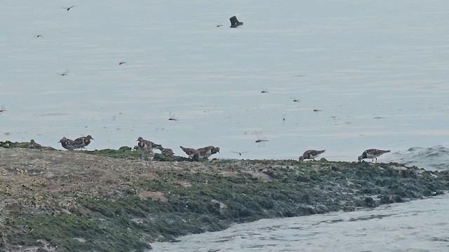Ruddy Turnstone - ML624932559