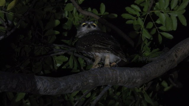 Barking Owl - ML624932740