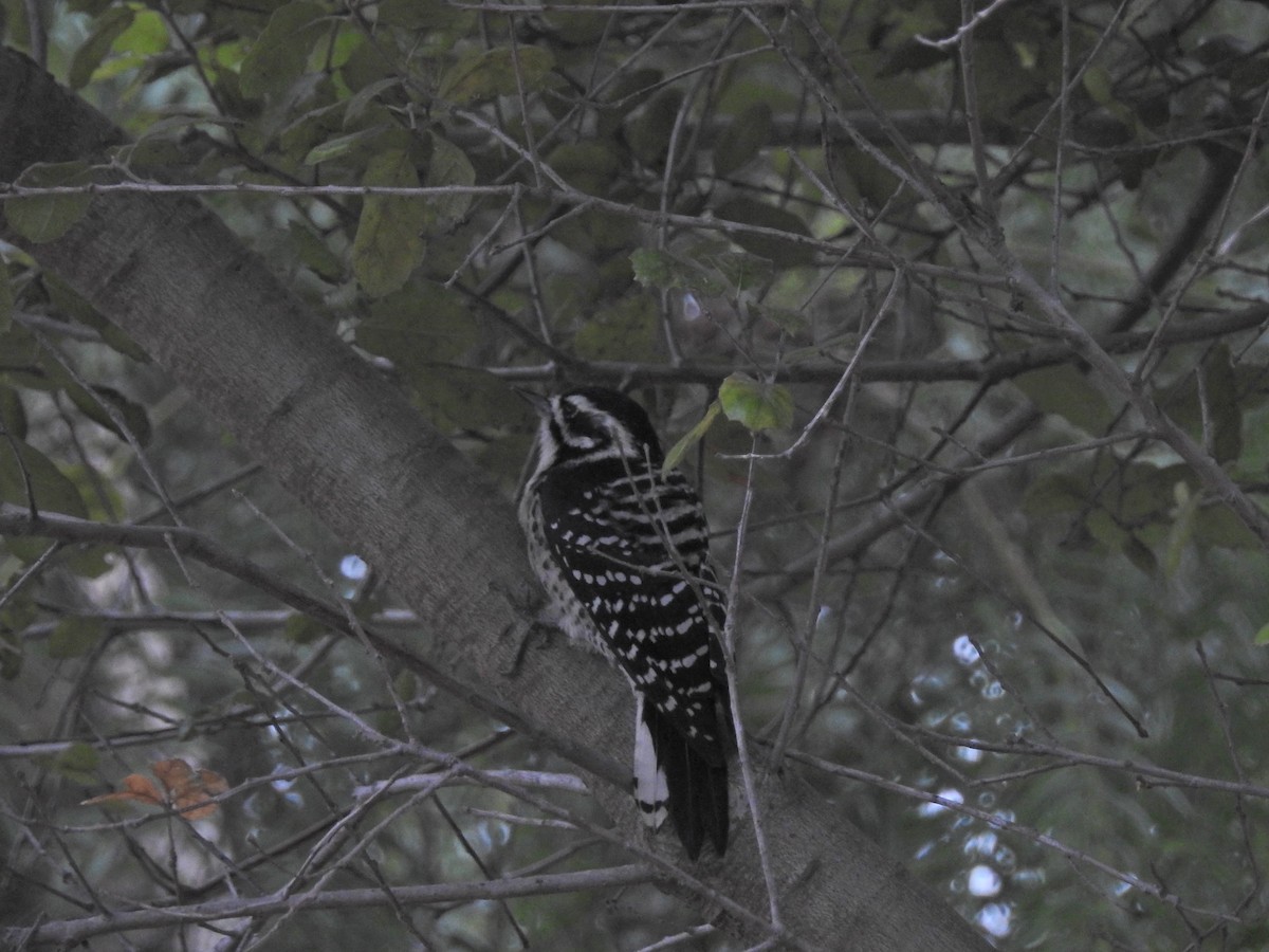 Nuttall's Woodpecker - ML624932741