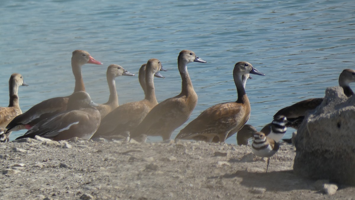 Black-bellied Whistling-Duck - ML624932918