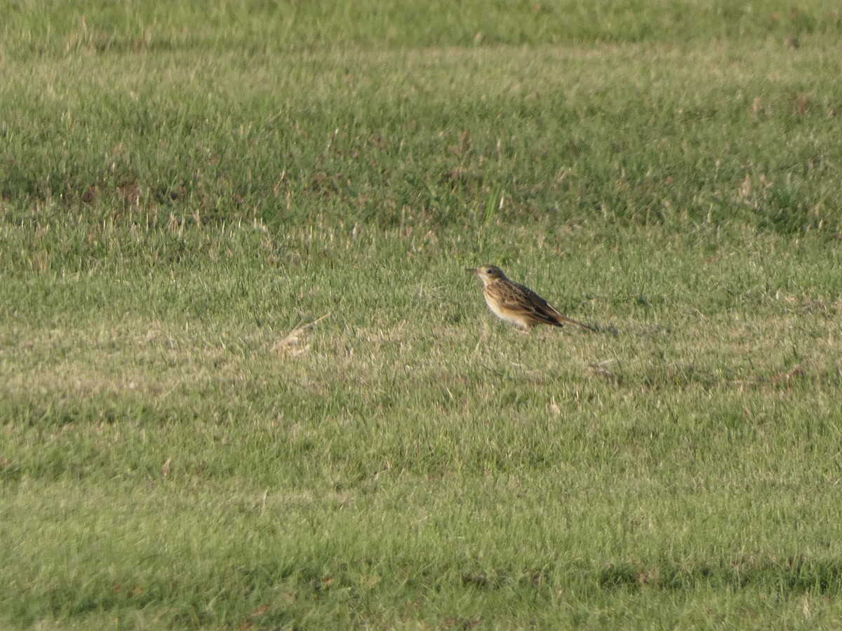 Sprague's Pipit - ML624933071