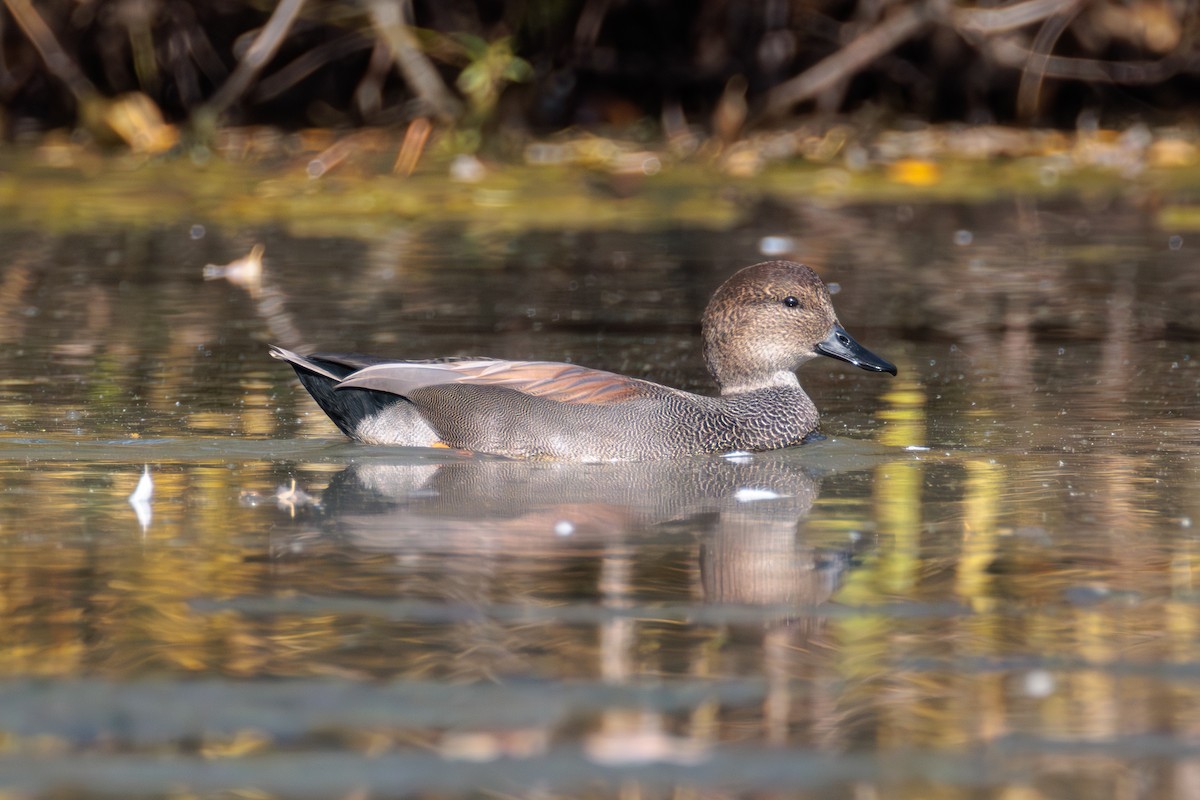 Gadwall - Pierce Louderback