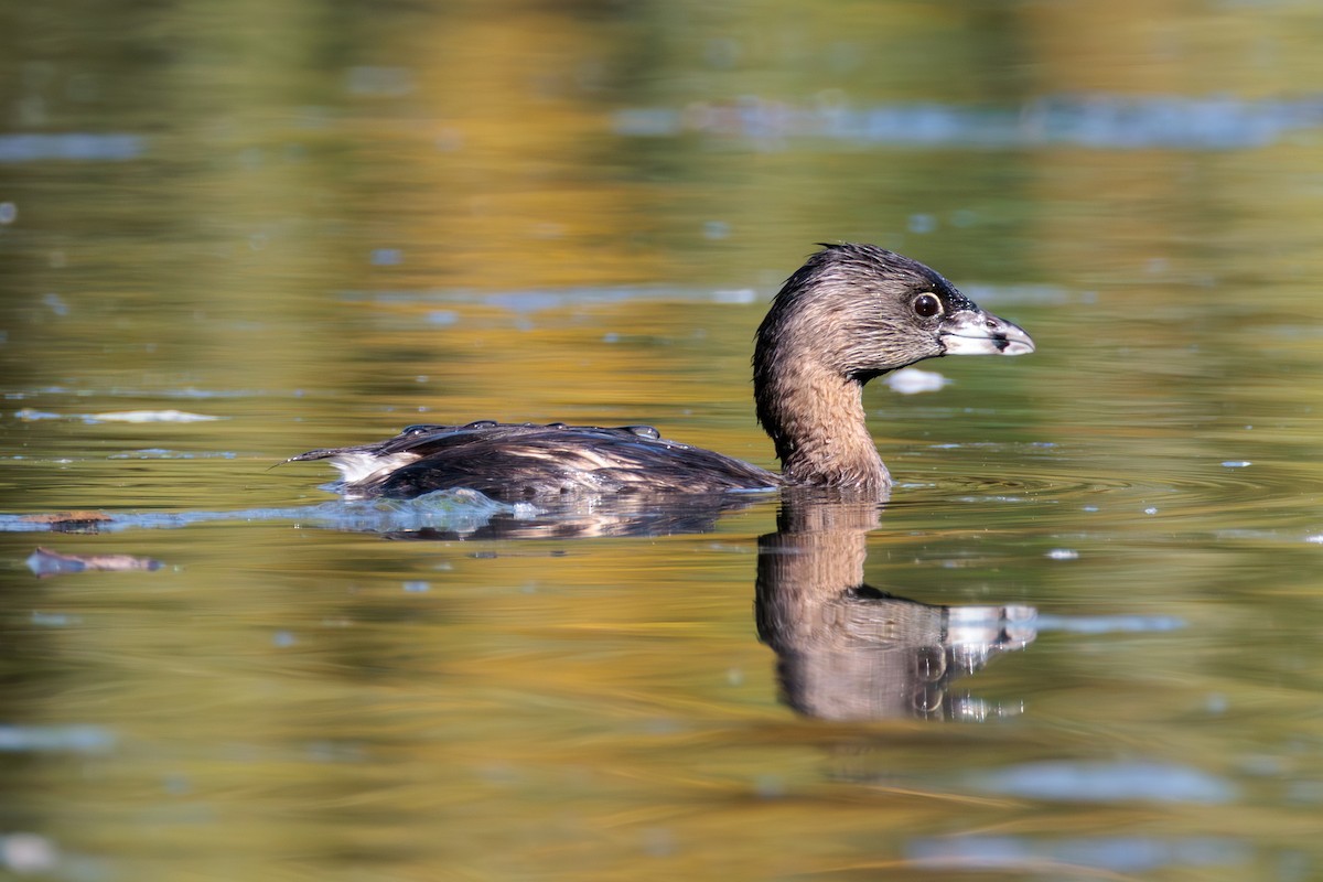 Pied-billed Grebe - Pierce Louderback