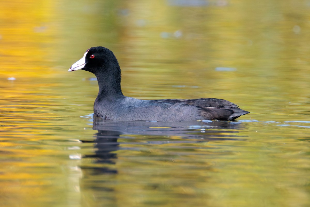 American Coot - Pierce Louderback