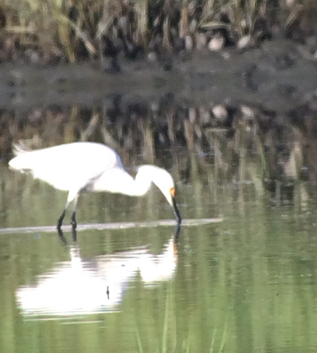 Snowy Egret - ML62493311