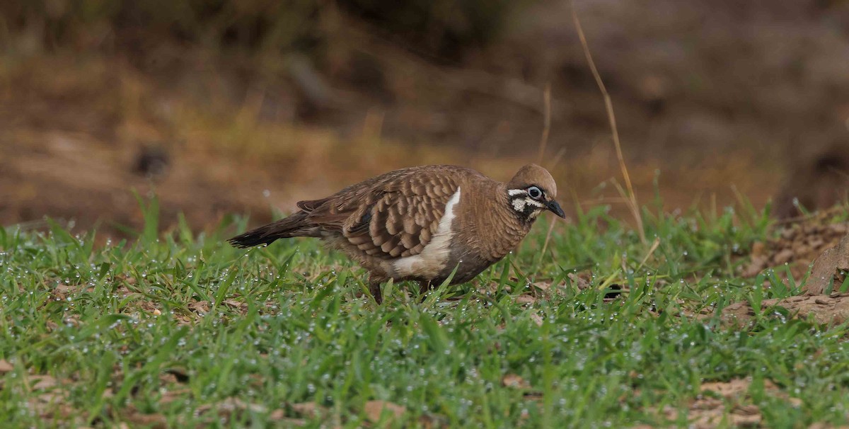 Squatter Pigeon - Shane R Lawton