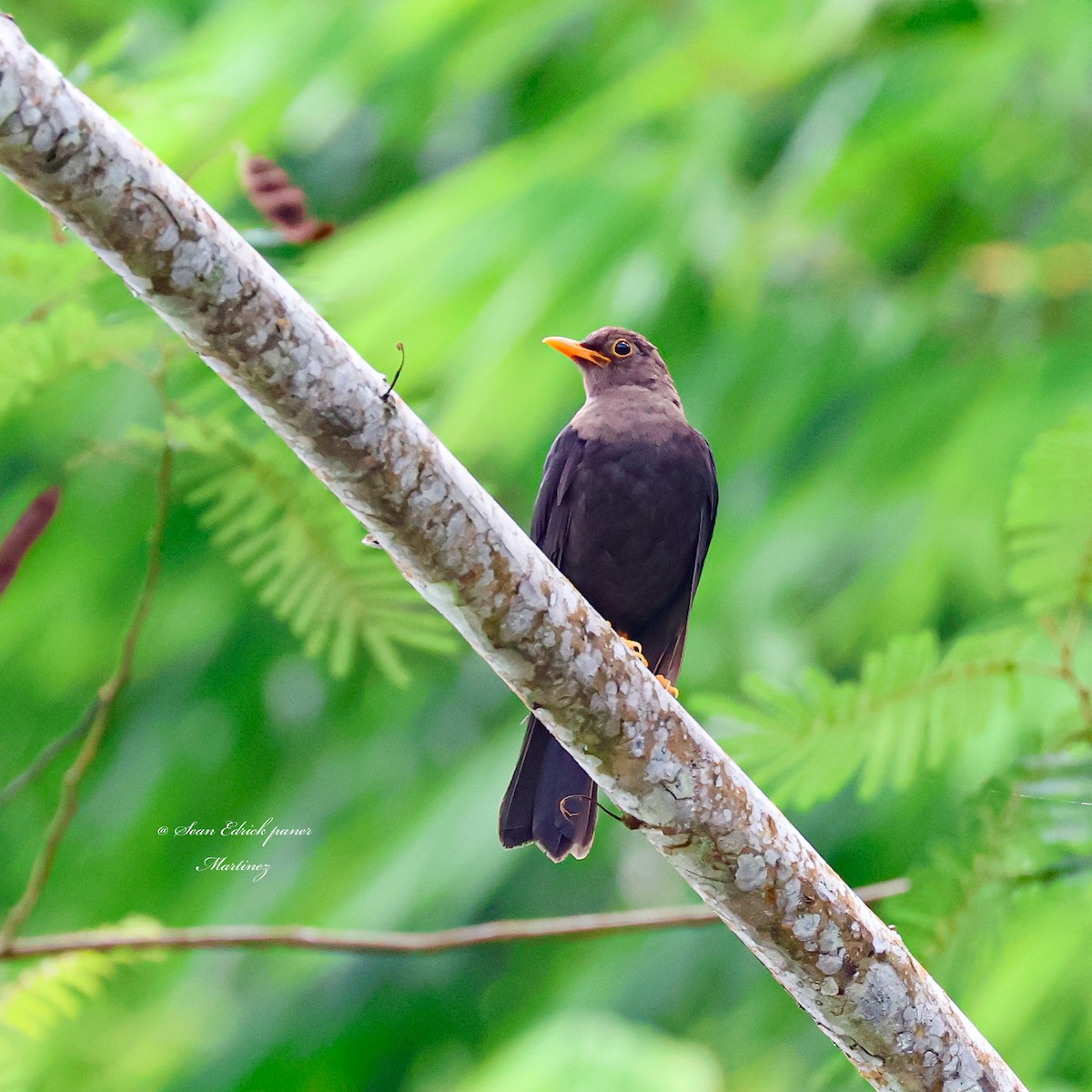 Mindanao Island-Thrush - ML624933204