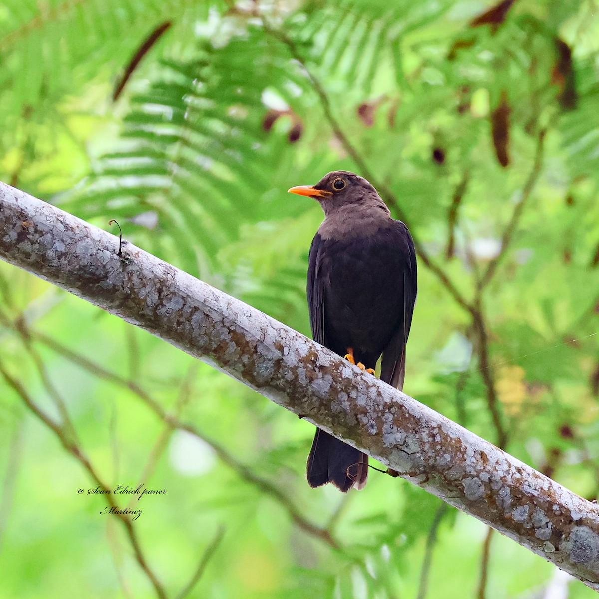 Mindanao Island-Thrush - ML624933205