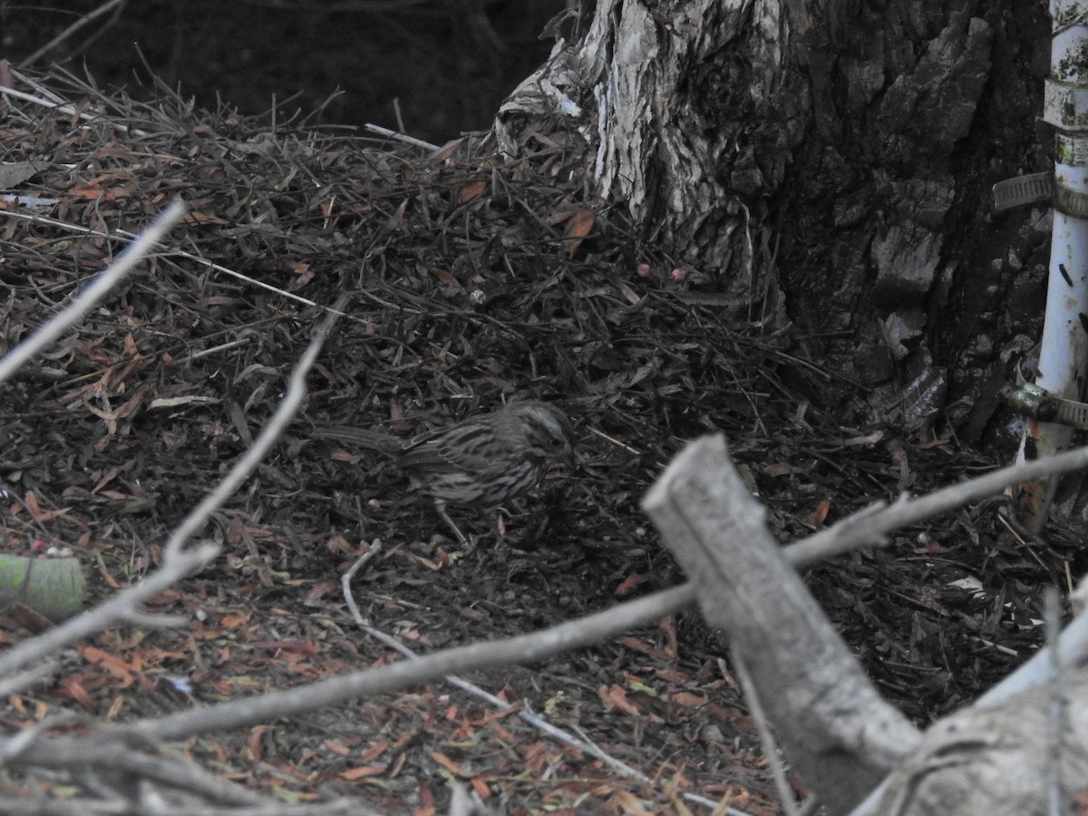 Song Sparrow - ML624933257