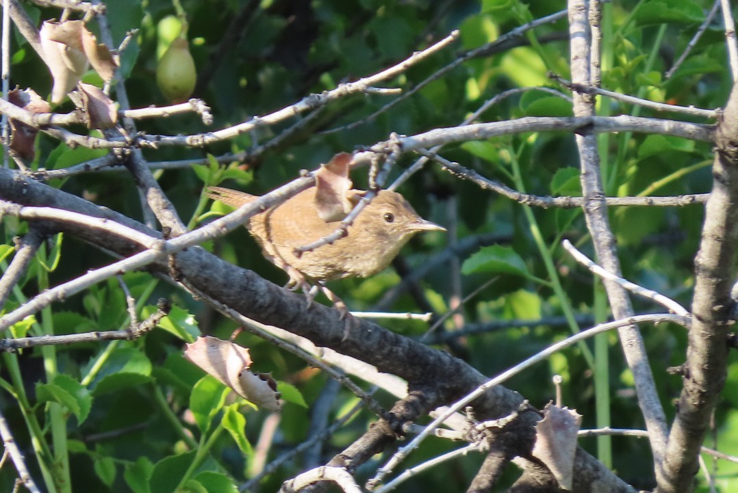 Rock Wren - ML624933435