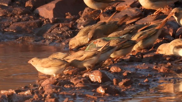 Gouldian Finch - ML624933525