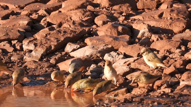 Gouldian Finch - ML624933529