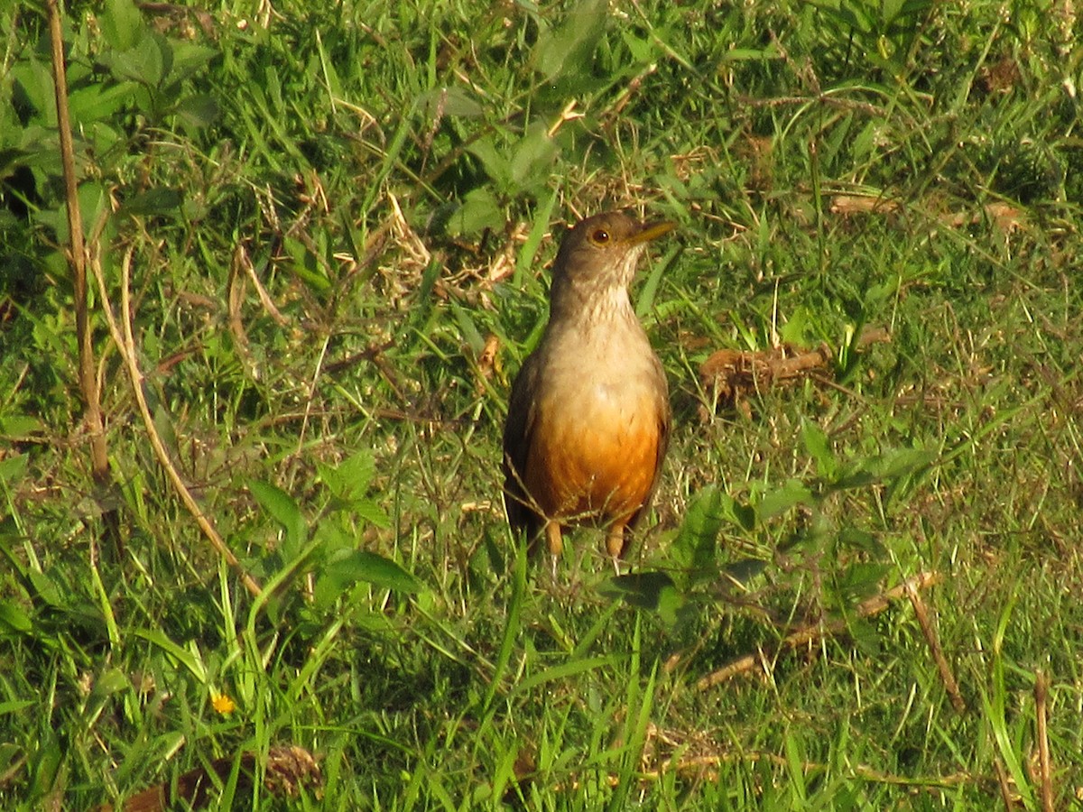 Rufous-bellied Thrush - ML624933604