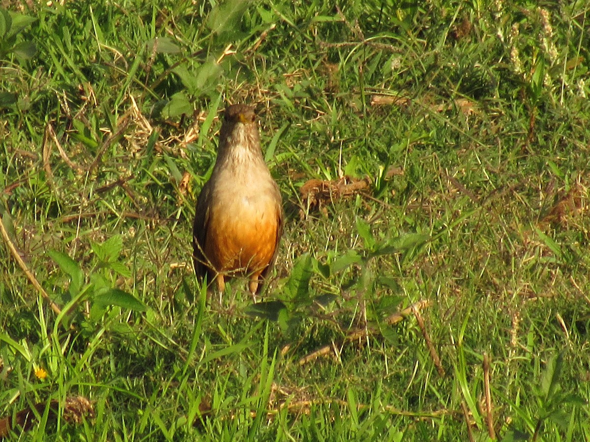 Rufous-bellied Thrush - ML624933605