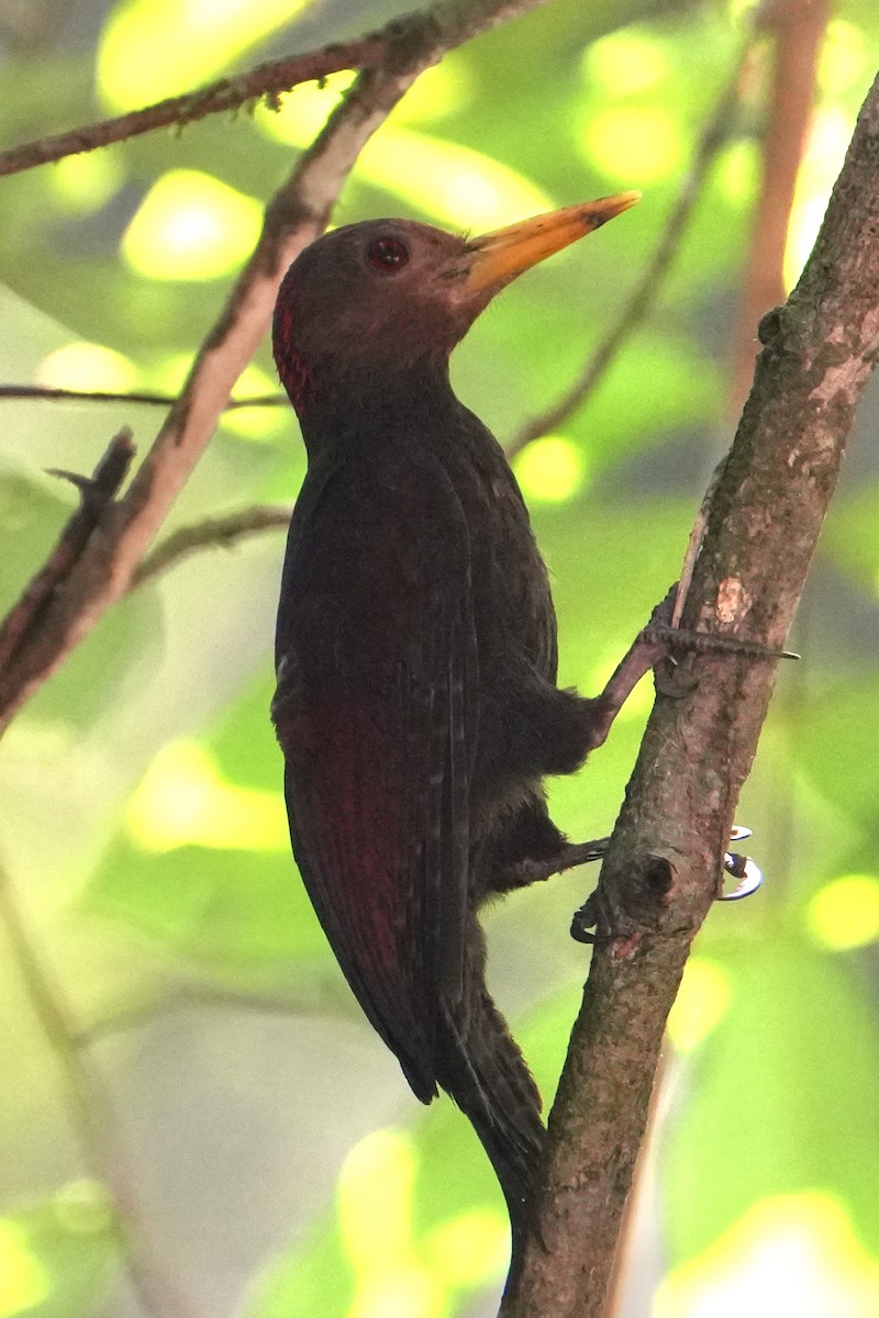 Maroon Woodpecker - ML624933678