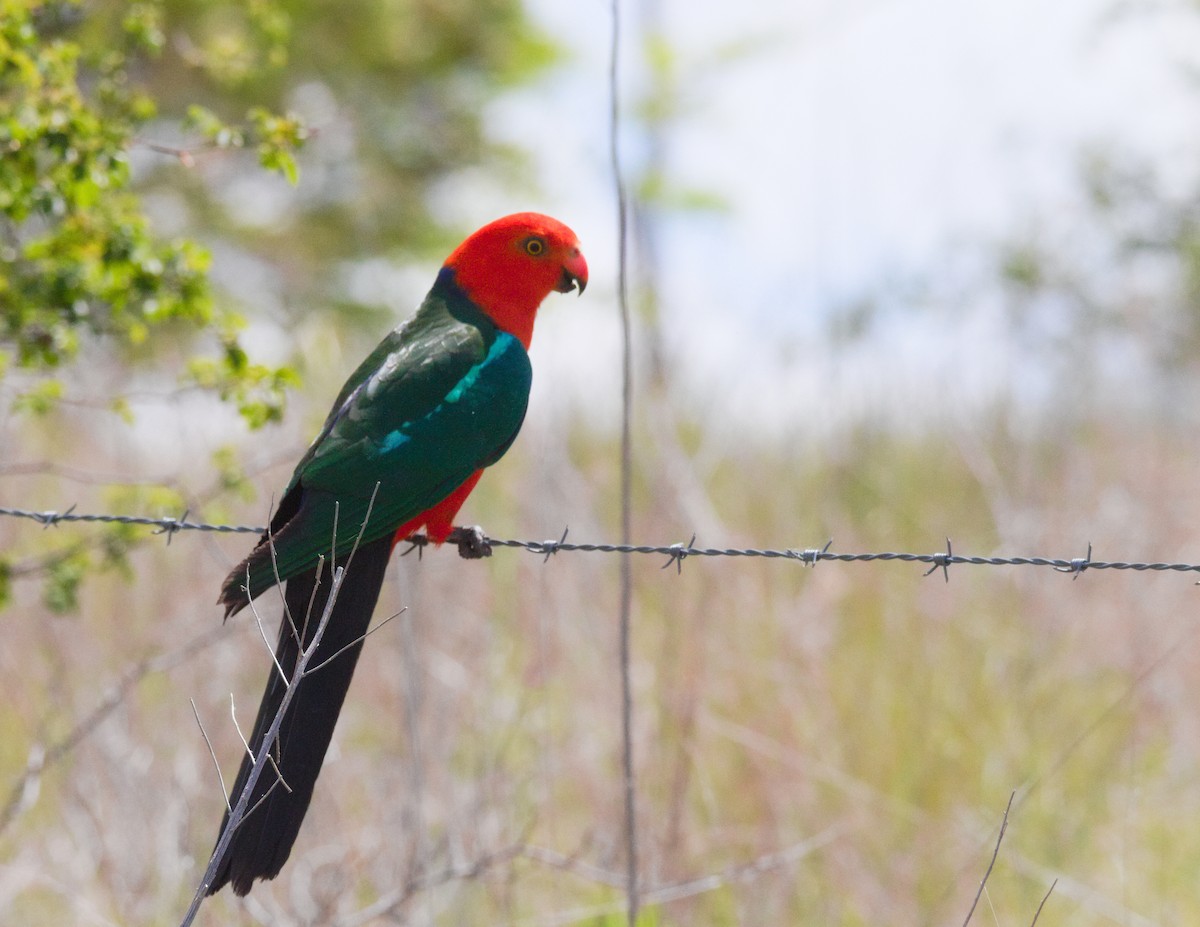 Australian King-Parrot - Kent Warner