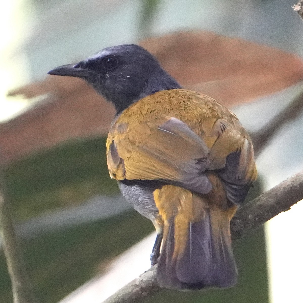 Gray-bellied Bulbul - Chris Daniels