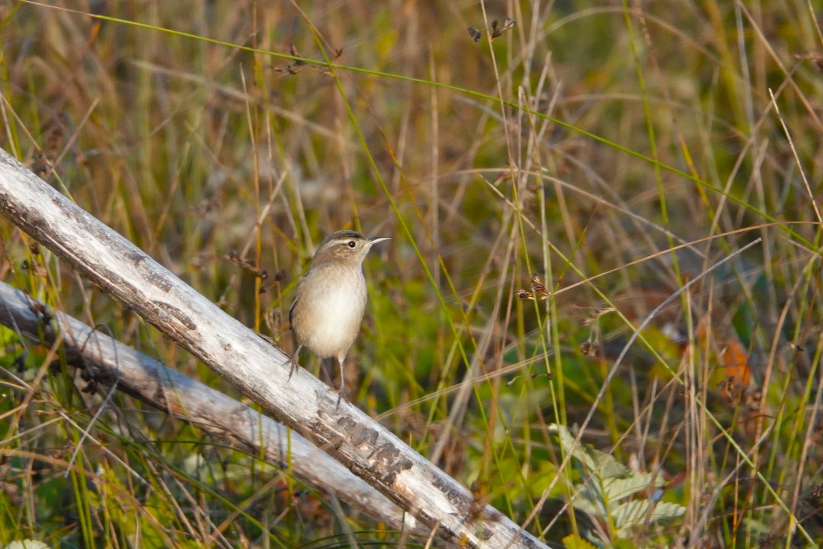 Marsh Wren - ML624933797