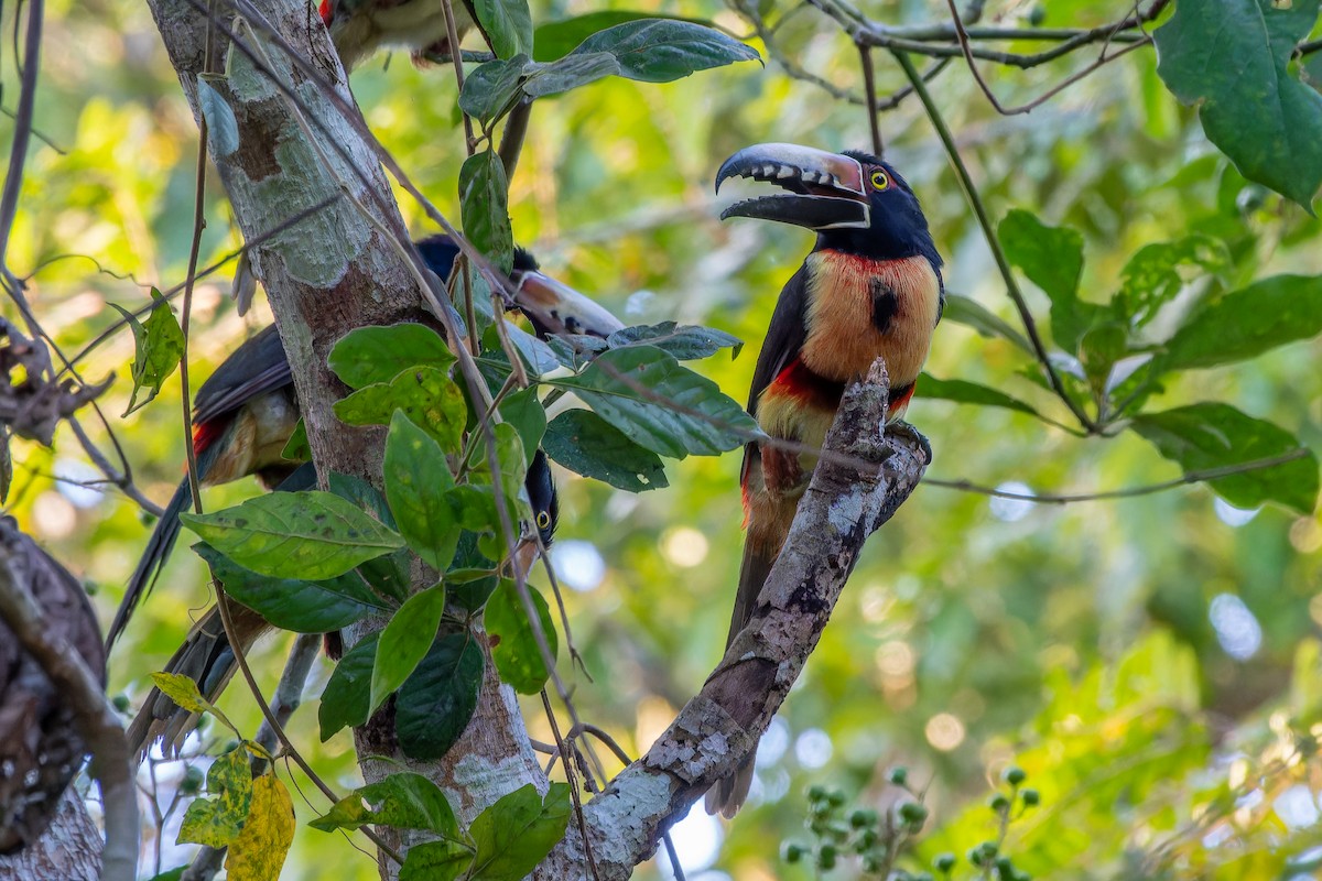 Kuşaklı Arasari [torquatus grubu] - ML624933810