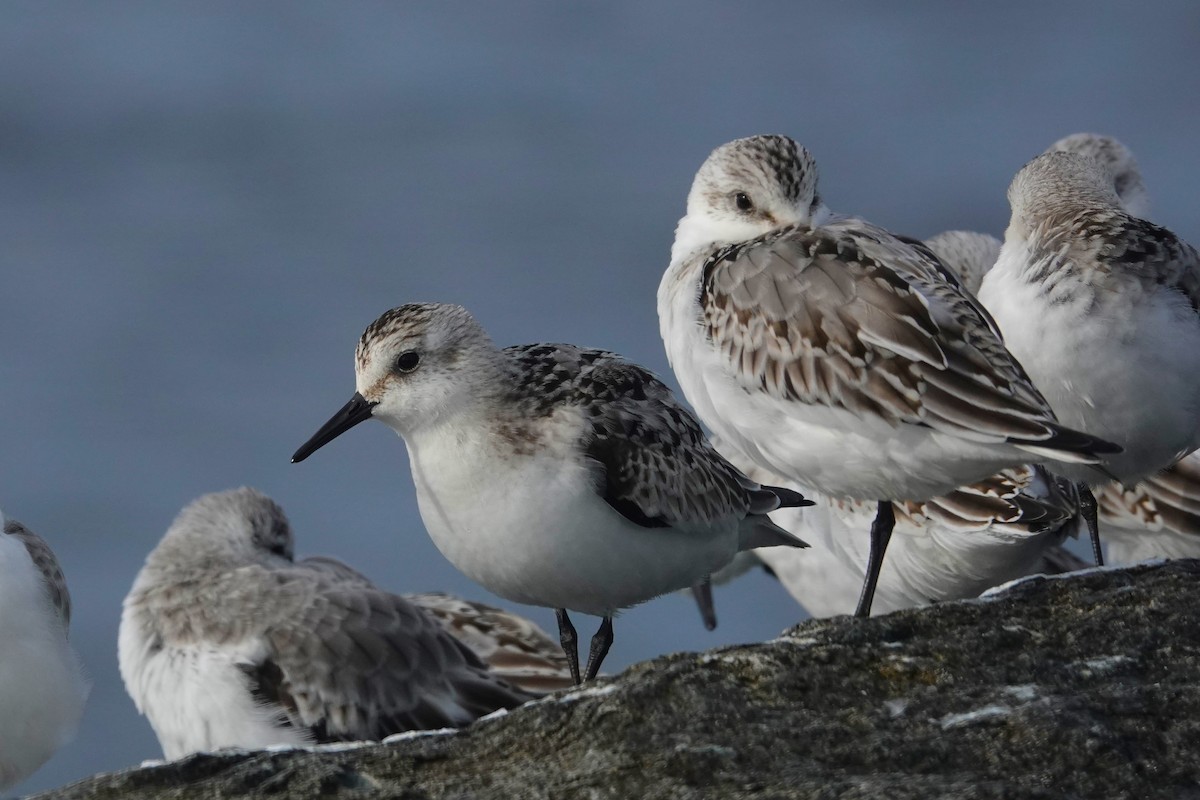 Sanderling - Cliff Cordy