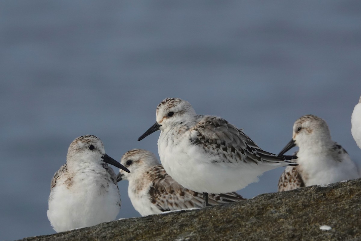 Sanderling - Cliff Cordy