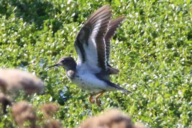 Spotted Sandpiper - ML624933834