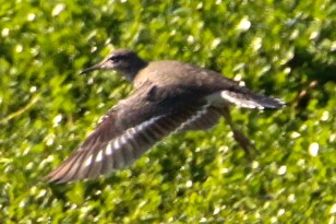 Spotted Sandpiper - ML624933835