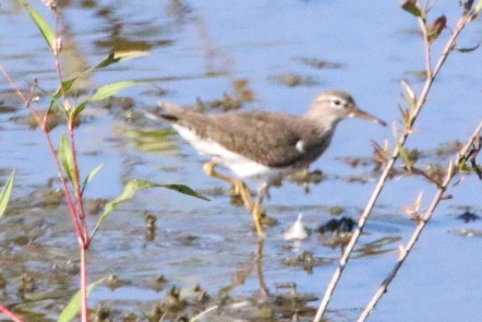 Spotted Sandpiper - ML624933836