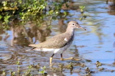 Spotted Sandpiper - ML624933838