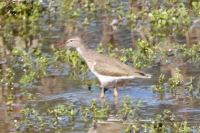 Spotted Sandpiper - ML624933839