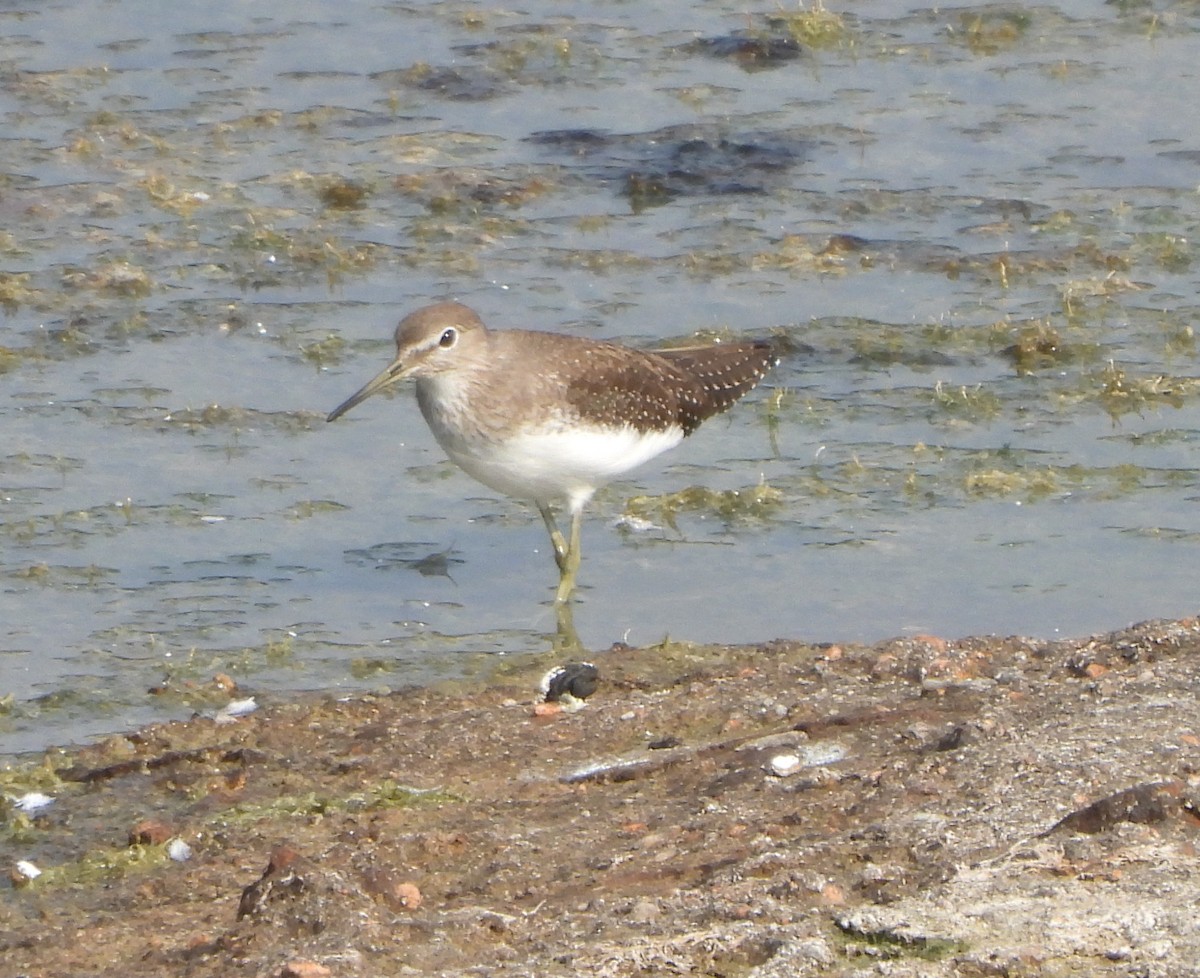 Green Sandpiper - ML624933969