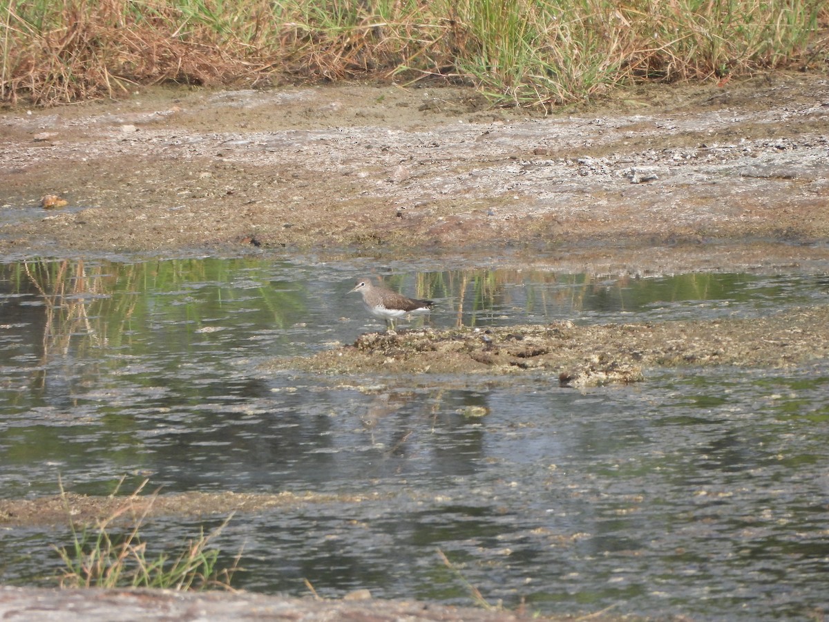 Green Sandpiper - ML624933970