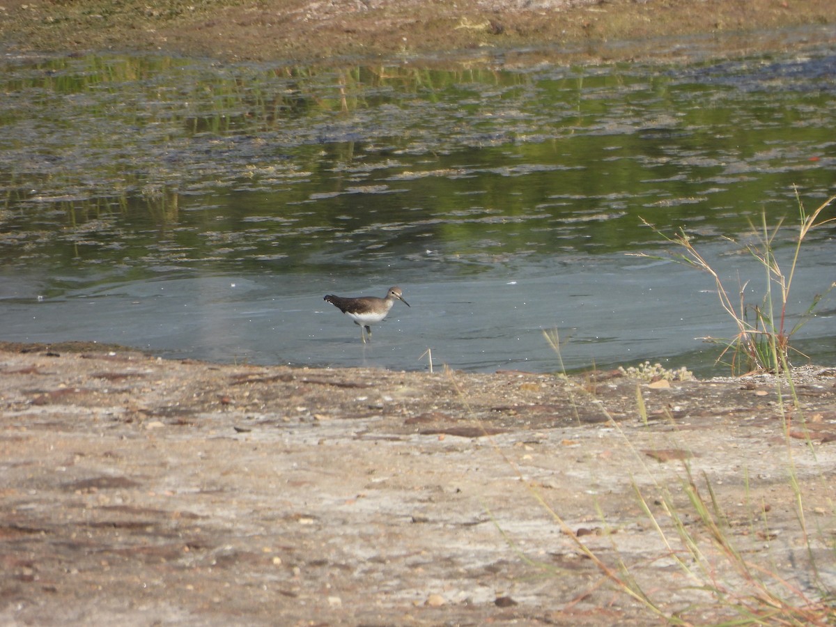 Green Sandpiper - ML624933971