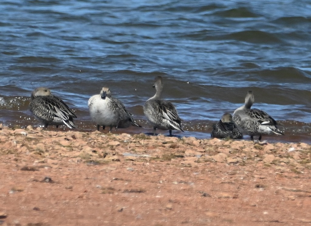 blåvingeand - ML624934082