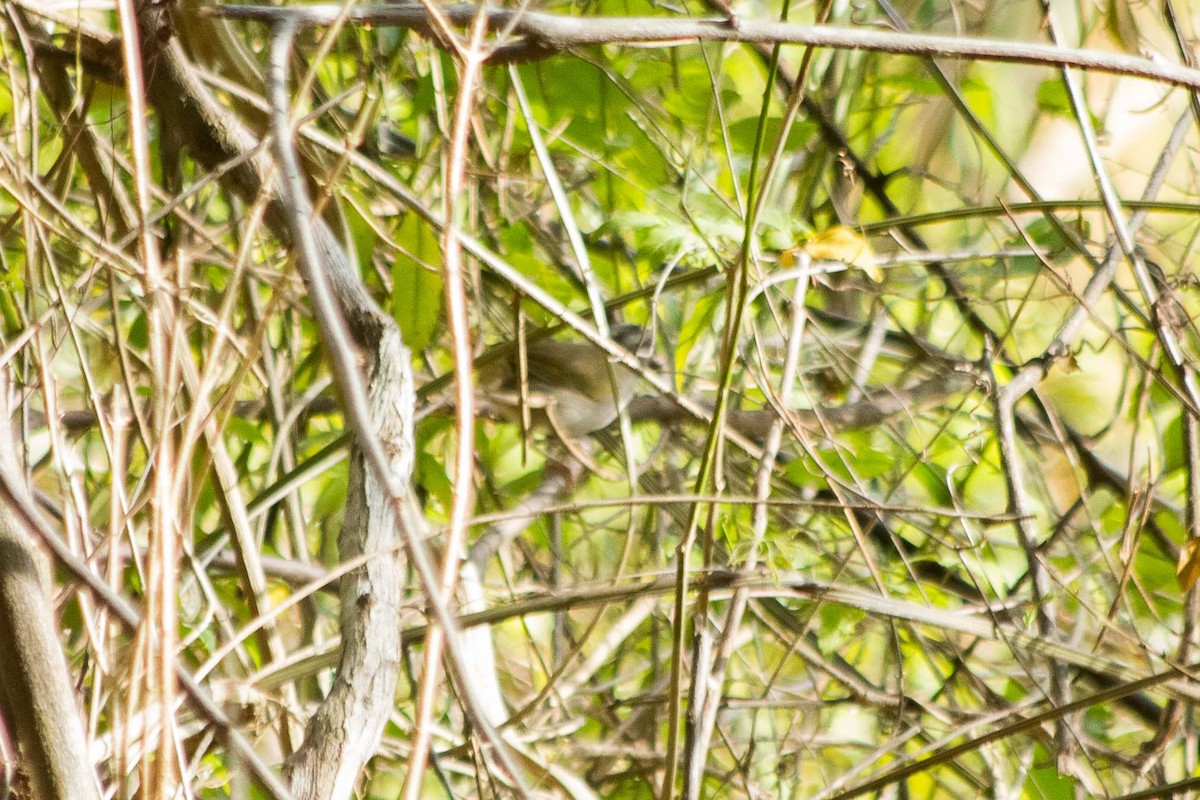 Tocuyo Sparrow - ML624934367