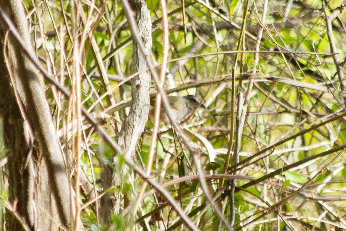 Tocuyo Sparrow - ML624934368