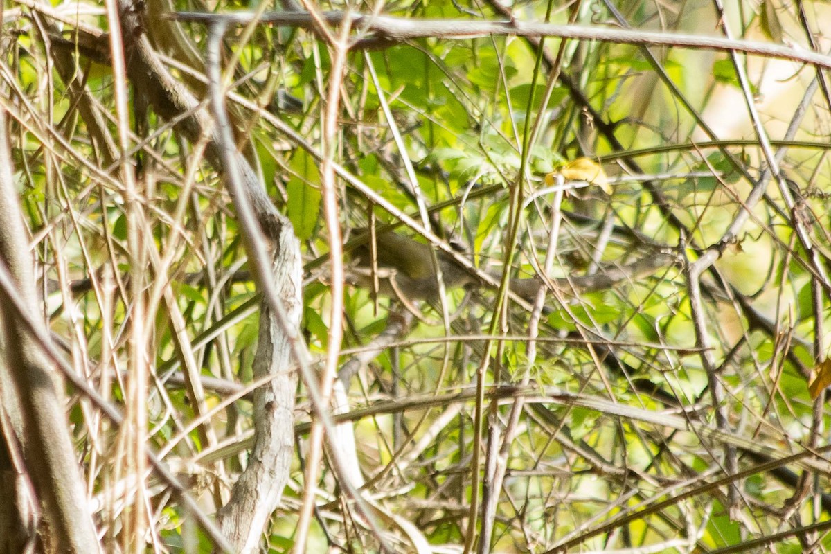 Tocuyo Sparrow - ML624934369