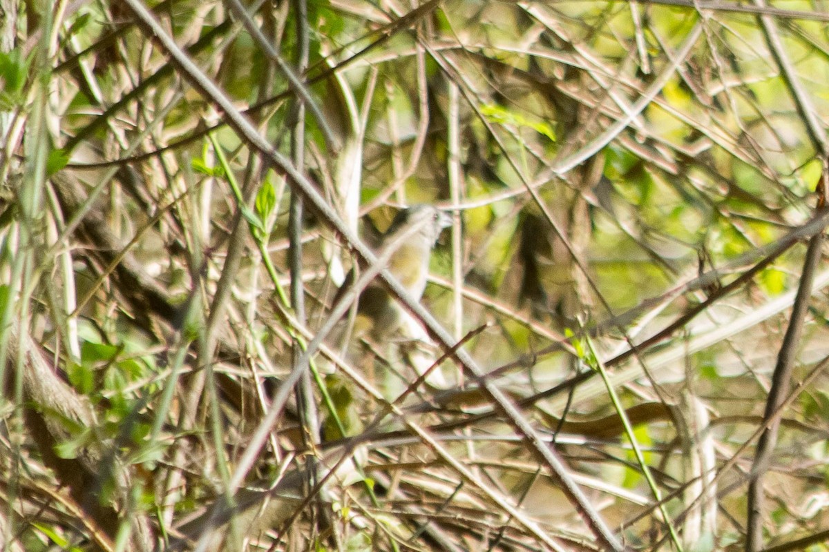 Tocuyo Sparrow - ML624934370